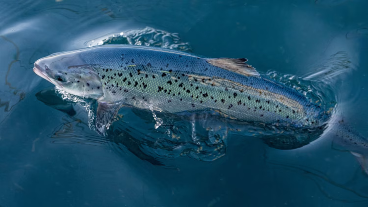 Andfjord Salmon rompe récords productivos y confirma solidez de su modelo en Kvalnes
