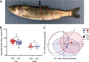 Cuando el hambre deja huella genética: una nueva herramienta para salvar al salmón del Pacífico