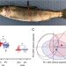 Figura 2A) Imagen de un salmón chinook juvenil (O. tshawytscha). Créditos: Estudio.
