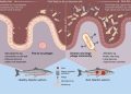 Cuando los virus revelan la salud del salmón: cómo las bacterias del intestino moldean su viroma invisible