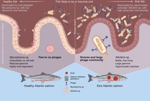 Cuando los virus revelan la salud del salmón: cómo las bacterias del intestino moldean su viroma invisible