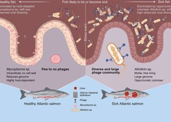 Cuando los virus revelan la salud del salmón: cómo las bacterias del intestino moldean su viroma invisible