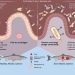 Cuando los virus revelan la salud del salmón: cómo las bacterias del intestino moldean su viroma invisible