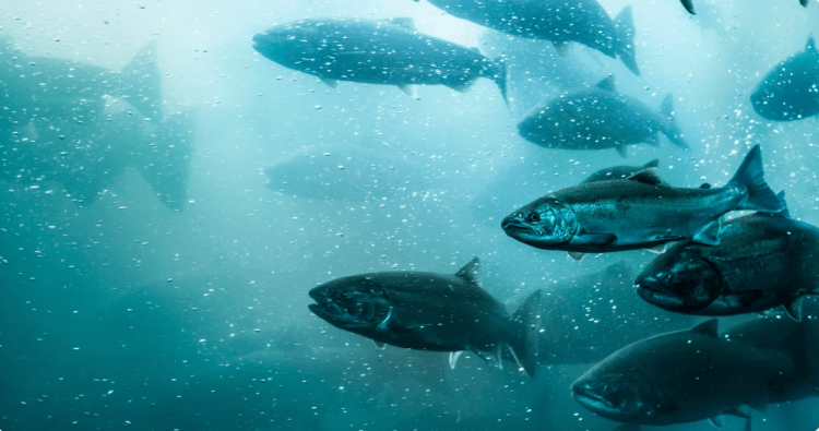 Semáforo 2026: la industria salmonera noruega enfrenta un escenario cada vez más exigente