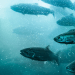 Semáforo 2026: la industria salmonera noruega enfrenta un escenario cada vez más exigente