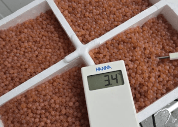 Hendrix Genetics Chile activa 2026 desde el extremo sur y proyecta un semestre clave en terreno