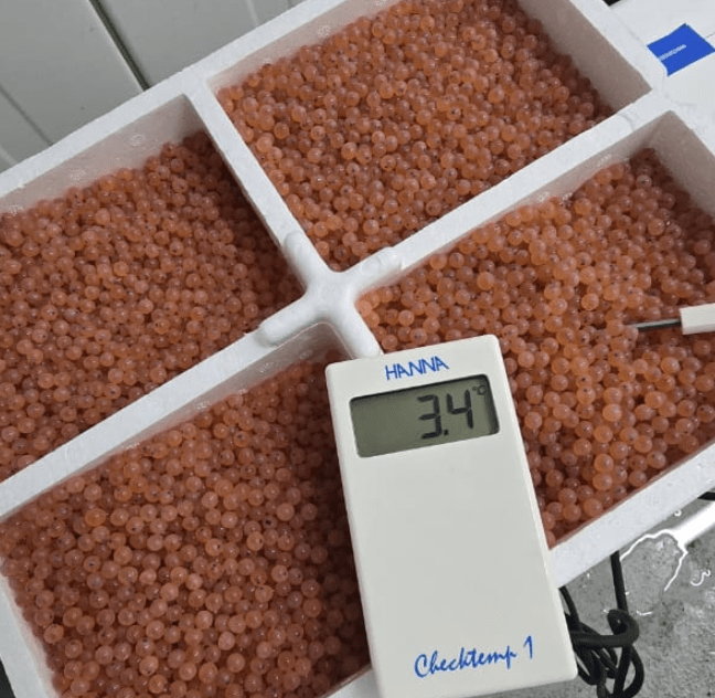 Hendrix Genetics Chile activa 2026 desde el extremo sur y proyecta un semestre clave en terreno