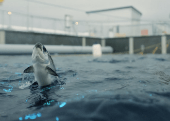 Andfjord Salmon acelera su biomasa y refuerza su apuesta financiera