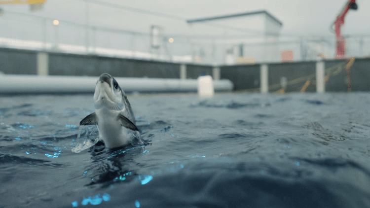 Andfjord Salmon acelera su biomasa y refuerza su apuesta financiera