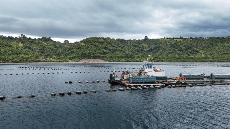 Camanchaca y productores locales se unen para liberar las playas de Chiloé del tránsito de carga