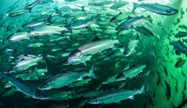 El límite invisible del salmón triploide: cuando crecer demasiado impide absorber suficiente oxígeno