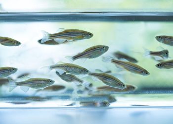 FIRC: El nuevo centro del INTA que potenciará la investigación en enfermedades infecciosas de peces