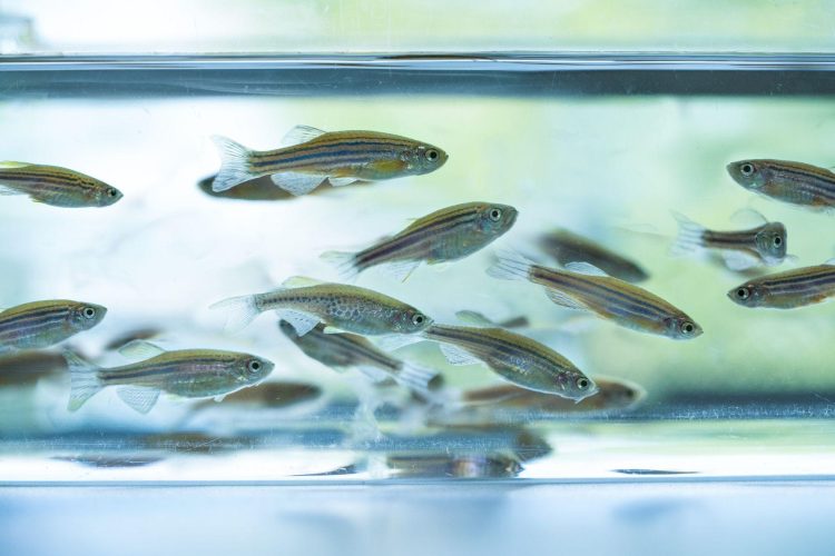 FIRC: El nuevo centro del INTA que potenciará la investigación en enfermedades infecciosas de peces