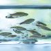 FIRC: El nuevo centro del INTA que potenciará la investigación en enfermedades infecciosas de peces
