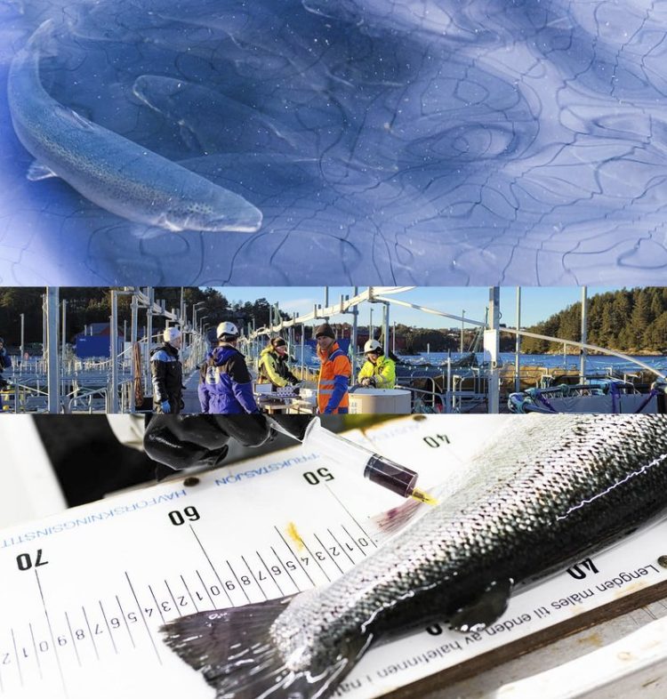Noruega logra producción récord en 2025 pese a restricciones: El «bypass» al sistema de semáforo