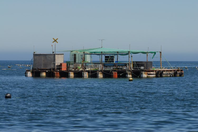 Producción en Aysén y Magallanes se dispara un 40% mientras la Región de Los Lagos retrocede