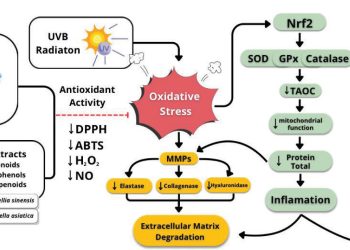ADN de salmón y botánicos frente al sol: una nueva frontera biotecnológica contra el fotoenvejecimiento
