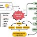 ADN de salmón y botánicos frente al sol: una nueva frontera biotecnológica contra el fotoenvejecimiento
