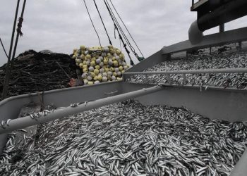 Mercado de insumos: Cierre exitoso en Perú, Aseguran disponibilidad estratégica para la dieta del salmón
