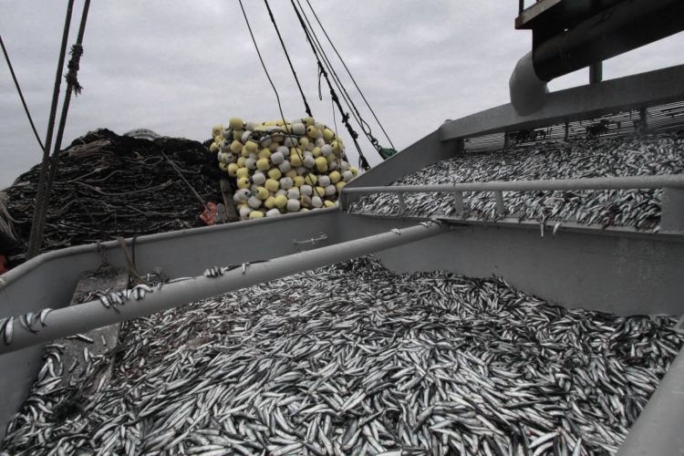 Mercado de insumos: Cierre exitoso en Perú, Aseguran disponibilidad estratégica para la dieta del salmón