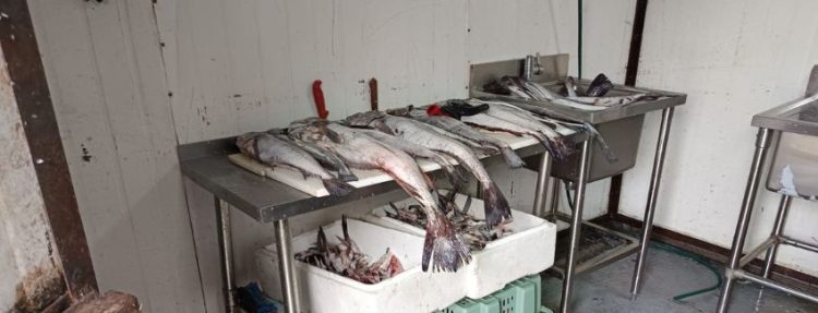 Desmantelan planta clandestina: Se incautó un total de 1.350 kg de salmón robado