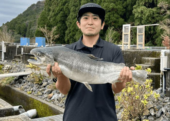 Startup japonesa logra hito productivo: cosechan los primero ejemplares de salmón japonés de 4kg resistentes al cambio climático