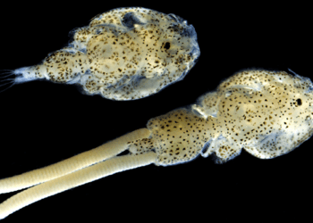 INCAR se aventurará en la edición génica para descifrar la determinación sexual del Caligus