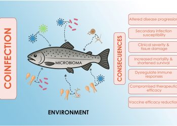 La enfermedad no viaja sola: coinfecciones invisibles que están redefiniendo la sanidad en la salmonicultura