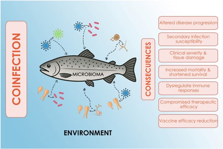 La enfermedad no viaja sola: coinfecciones invisibles que están redefiniendo la sanidad en la salmonicultura