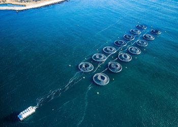 Luz verde a la inversión acuícola: Tribunal de Nueva Escocia aprueba expansión de Cooke