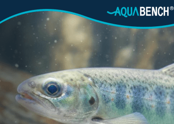 Reporte «Mortalidad por transporte y factores críticos en la transferencia de smolt» de Aquabench