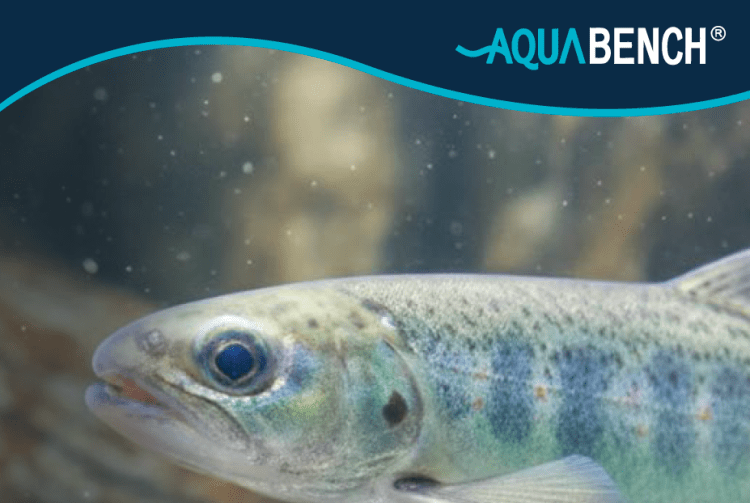 Reporte «Mortalidad por transporte y factores críticos en la transferencia de smolt» de Aquabench