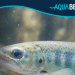 Reporte «Mortalidad por transporte y factores críticos en la transferencia de smolt» de Aquabench