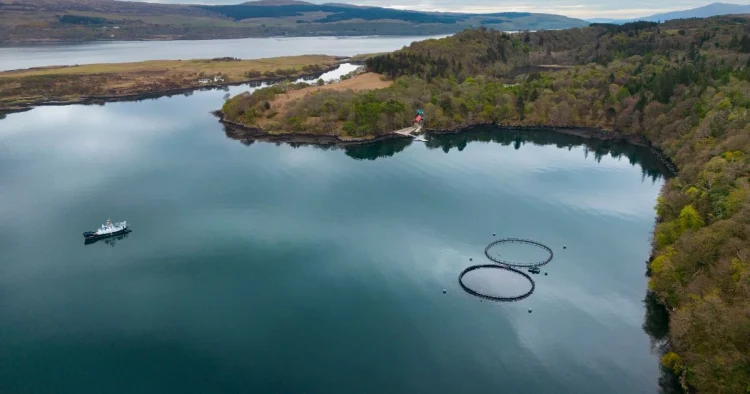 Universidad de Stirling revela claves moleculares del piojo del salmón