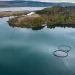 Universidad de Stirling revela claves moleculares del piojo del salmón