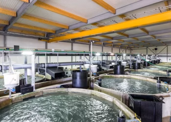 Innovación en RAS: Grundfos presenta soluciones inteligentes para la acuicultura 