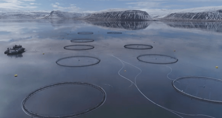 Boom del salmón: Islandia marca récord histórico en exportaciones acuícolas