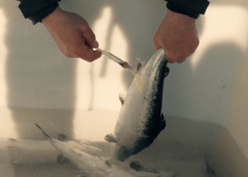 Biotecnología escocesa impulsa plataforma que predice mortalidad de peces con hasta 90% de precisión