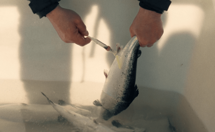 Biotecnología escocesa impulsa plataforma que predice mortalidad de peces con hasta 90% de precisión