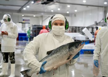Les Toques Blanches SalmonChile