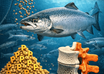 Repensar la nutrición: estudio revela que el salmón necesita menos fósforo de lo que se pensaba