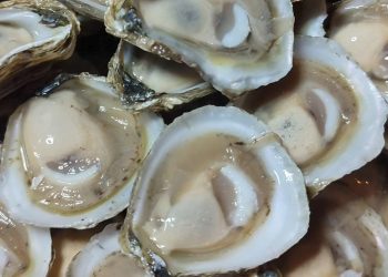 Incar presenta propuestas para diversificar la acuicultura de ostras en Chile