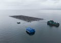Innovación acuícola hecha en el sur de Chile: Oxzo presentará sus avances tecnológicos en AquaSur
