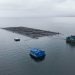 Innovación acuícola hecha en el sur de Chile: Oxzo presentará sus avances tecnológicos en AquaSur