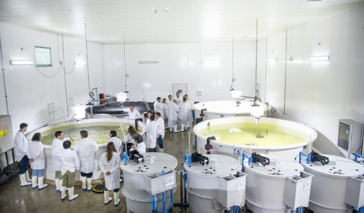Desde el laboratorio al mar: la ciencia que está redefiniendo la salmonicultura en Chile