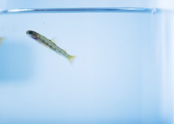 Proyecto de Cermaq busca aumentar la bioseguridad en grandes instalaciones RAS