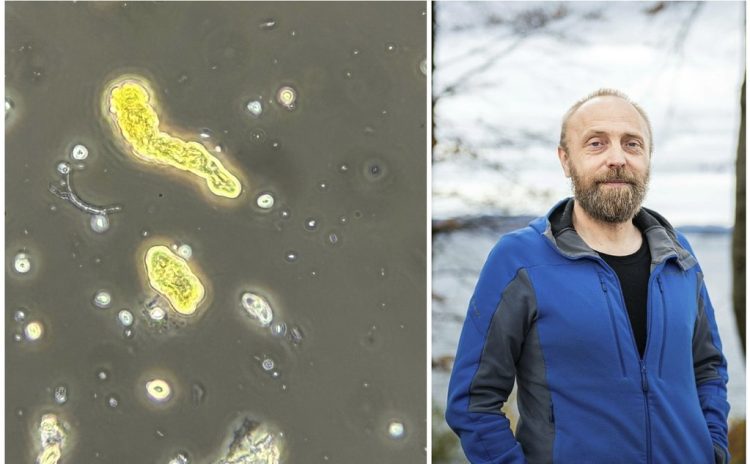 Microalga amenaza con golpear la salmonicultura y dispara riesgo de mortalidad masiva