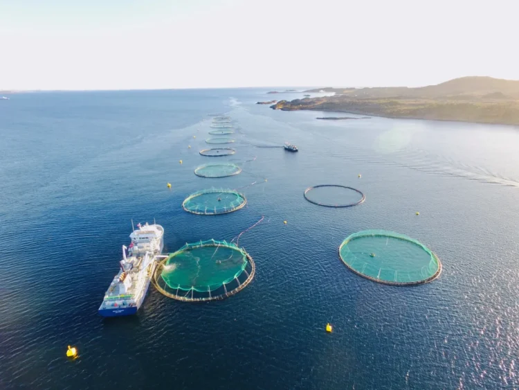 Alerta roja en la salmonicultura: floración de algas amenaza centros de Grieg Seafood y Mowi