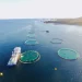 Alerta roja en la salmonicultura: floración de algas amenaza centros de Grieg Seafood y Mowi