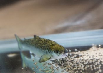 El zinc en el momento correcto: la idea que podría revolucionar la alimentación del salmón